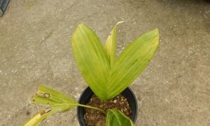 PTYCHOSPERMA ELEGANS THE SOLITAIRE PALM – NATIVE TO AUSTRALIA