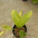 PTYCHOSPERMA ELEGANS THE SOLITAIRE PALM – NATIVE TO AUSTRALIA