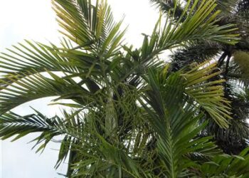 PTYCHOSPERMA ELEGANS THE SOLITAIRE PALM – NATIVE TO AUSTRALIA