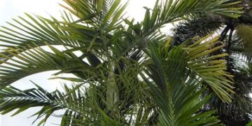 PTYCHOSPERMA ELEGANS THE SOLITAIRE PALM – NATIVE TO AUSTRALIA