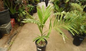PTYCHOSPERMA SALOMONENSE QUICK GROWING, CROWN SHAFTED