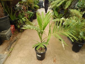PTYCHOSPERMA SALOMONENSE QUICK GROWING, CROWN SHAFTED