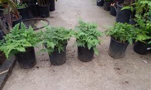 RABITTS FOOT FERN DAVALIA FEJEENSIS