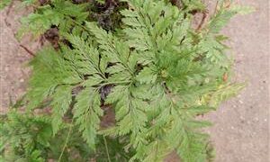 RABITTS FOOT FERN DAVALIA FEJEENSIS