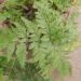 RABITTS FOOT FERN DAVALIA FEJEENSIS
