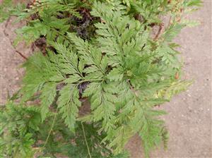 RABITTS FOOT FERN DAVALIA FEJEENSIS