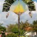 THE TRAVELER PALM RAVENALA MADAGASCARENSIS BANANA APPEARING TREE IN ONE PLANE