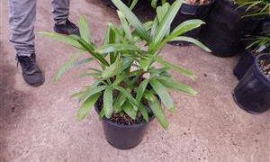 RHAPIS EXCELSA THE LADY PALM