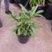 RHAPIS EXCELSA THE LADY PALM