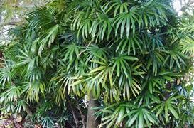 RHAPIS EXCELSA THE REGULAR LADY PALM