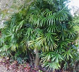 RHAPIS EXCELSA THE REGULAR LADY PALM