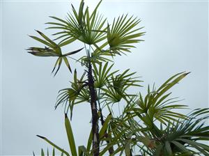 RHAPIS HUMILIS RARE TYPE OF LADY PALM FOUR LARGE SPECIMEN PLANTS AVAILABLE