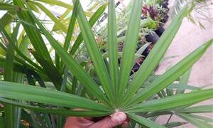 RHAPIS MULTIFIDA A RARE TYPE OF LADY PALM