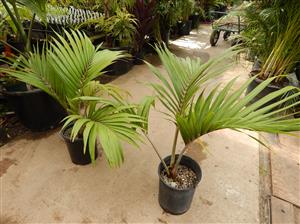 RHOPALOSTYLIS CHEESEMANII BEAUTIFUL GREEN CROWN SHAFTED PALM