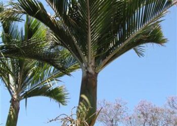 RHOPALOSTYLIS SAPIDA THE SHAVING BRUSH OR FEATHER DUSTER PALM