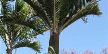 RHOPALOSTYLIS SAPIDA THE SHAVING BRUSH OR FEATHER DUSTER PALM