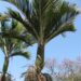 RHOPALOSTYLIS SAPIDA THE SHAVING BRUSH OR FEATHER DUSTER PALM