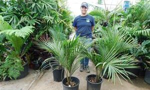 RHOPALOSTYLIS SAPIDA THE SHAVING BRUSH OR FEATHER DUSTER PALM
