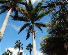 ROYSTONEA OLERACEA THE SOUTH AMERICAN ROYAL PALM