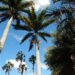 ROYSTONEA OLERACEA THE SOUTH AMERICAN ROYAL PALM
