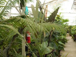 ROYSTONEA OLERACEA THE SOUTH AMERICAN ROYAL PALM