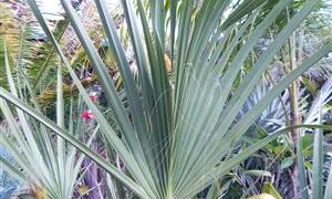 SABAL CAUSIARUM LARGE TRUNKED TROPICAL FAN PALM