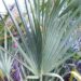 SABAL CAUSIARUM LARGE TRUNKED TROPICAL FAN PALM