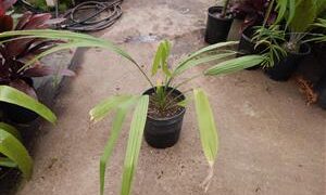 SABAL CAUSIARUM LARGE TRUNKED TROPICAL FAN PALM