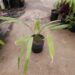 SABAL CAUSIARUM LARGE TRUNKED TROPICAL FAN PALM