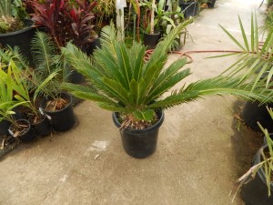 CYCAS REVOLUTA – THE SAGO PALM MOST POPULAR CYCAD IN THE WORLD