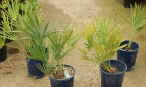 SERENOA REPENS GREEN TO BLUE GREEN LEAVES