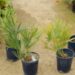 SERENOA REPENS GREEN TO BLUE GREEN LEAVES