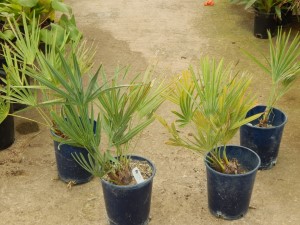 SERENOA REPENS GREEN TO BLUE GREEN LEAVES