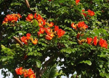 SPATHODEA CAMPANULATA THE CLUSTERS OF LARGE RED-ORANGE BLOSSOMS