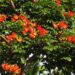 SPATHODEA CAMPANULATA THE CLUSTERS OF LARGE RED-ORANGE BLOSSOMS