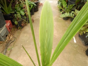 SYAGRUS OLERACEA THIN TRUNK & TALL SOLITARY PALM – ALTERNATIVE TO QUEEN PALM