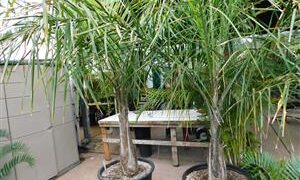 SYAGRUS PICROPHYLLA HYBRIDSUPER RARE SYAGRUS HYBRID