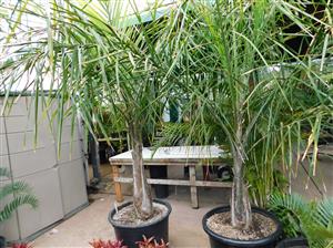  SYAGRUS PICROPHYLLA HYBRIDSUPER RARE SYAGRUS HYBRID