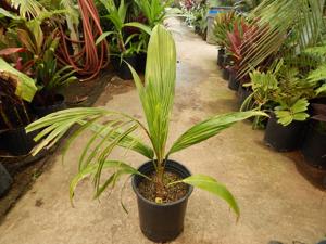 SYAGRUS SANCONA THE SOUTH AMERICAN FOXTAIL PALM