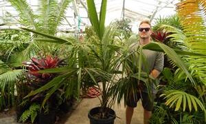 SYAGRUS SCHIZOPHYLLA MEDIUM HEIGHT GREEN SINGLE TRUNK PINNATE PALM