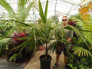 SYAGRUS SCHIZOPHYLLA MEDIUM HEIGHT GREEN SINGLE TRUNK PINNATE PALM