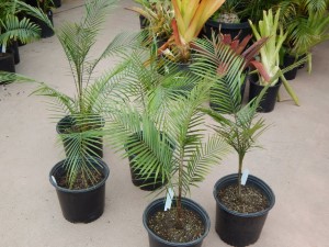 SYAGRUS (LYTOCARYUM) WEDDELLIANUM DWARF SINGLE TRUNK PINNATE PALM