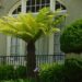 DICKSONIA ANTARCTICA THE TASMANIAN TREE FERN