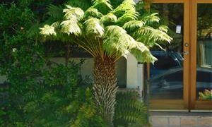 TASMANIAN TREE FERN DICKSONIA ANTARCTICA