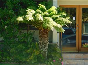 TASMANIAN TREE FERN DICKSONIA ANTARCTICA