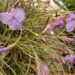 TILLANDSIA MALLEMONTII SPECIES WITH VIOLET BLUE FLOWERS CLUSTERS IN BLOSSOM IN SPRING – SUMMER