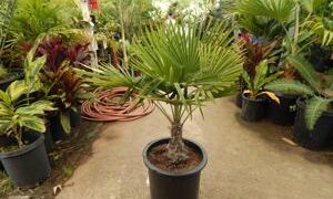 TRACHYCARPUS FORTUNEI THE WINDMILL PALM