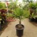TRACHYCARPUS FORTUNEI THE WINDMILL PALM