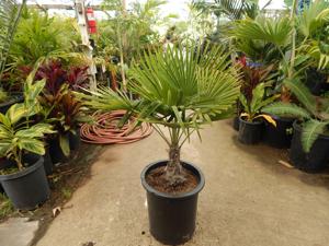 TRACHYCARPUS FORTUNEI THE WINDMILL PALM