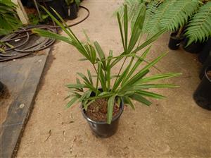 TRACHYCARPUS FORTUNEI